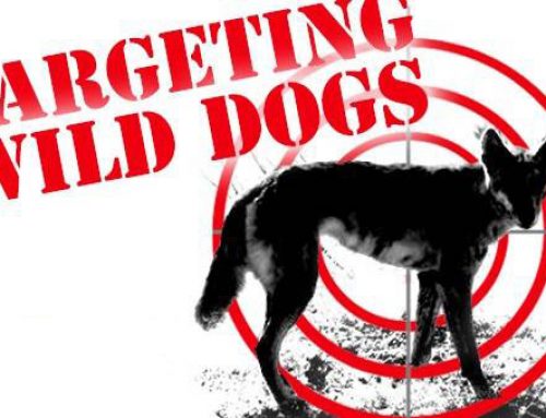 Wild Dog Baiting Program